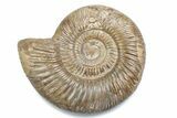 Polished Jurassic Ammonite (Perisphinctes) - Madagascar #378959-1